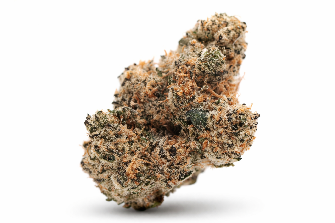 Lemon Cherry Pop flower close-up